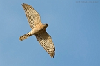 Levant Sparrowhawk_KBJ5215